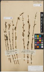 Foto von Salix purpurea L.